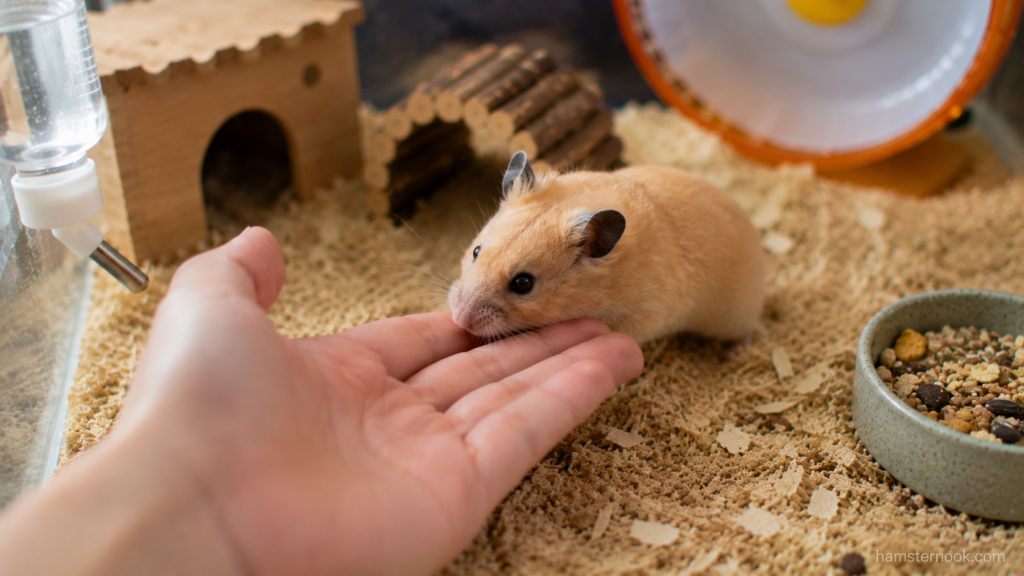 Hamster approaching owner's hand during trust-building interaction