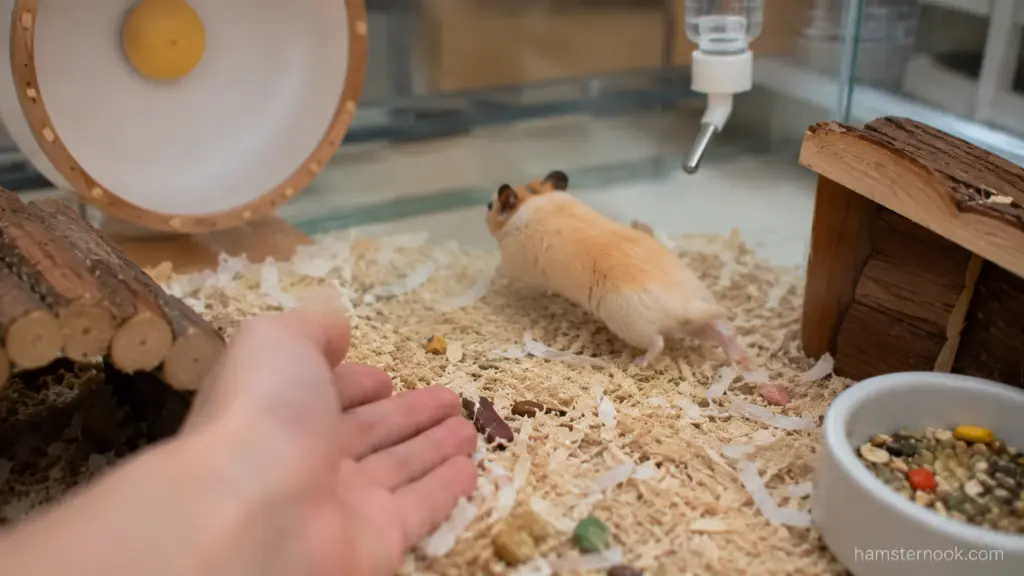 Owner allowing hamster to approach an open hand voluntarily