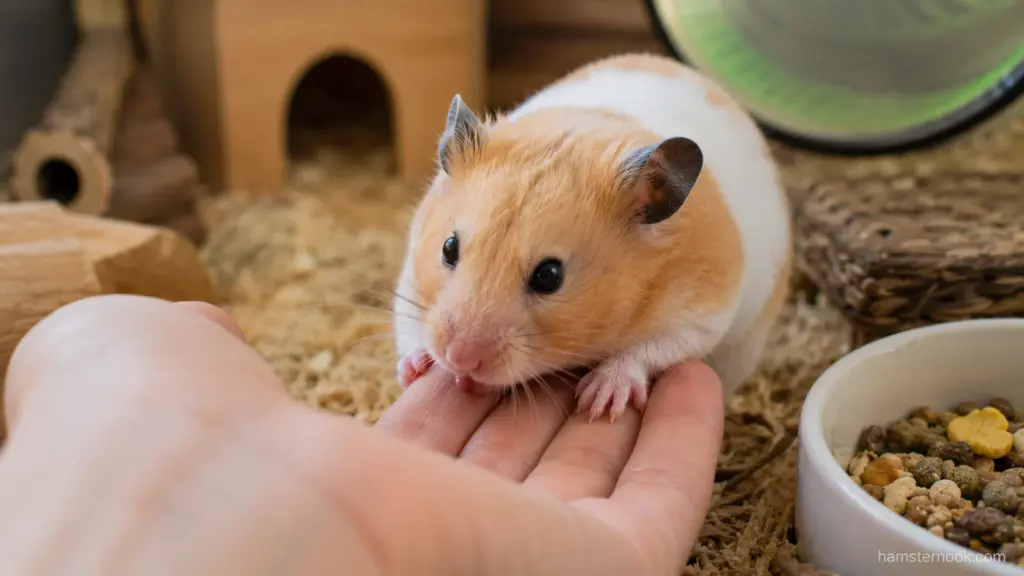 Friendly hamster calmly approaching a hand during trust-building and taming