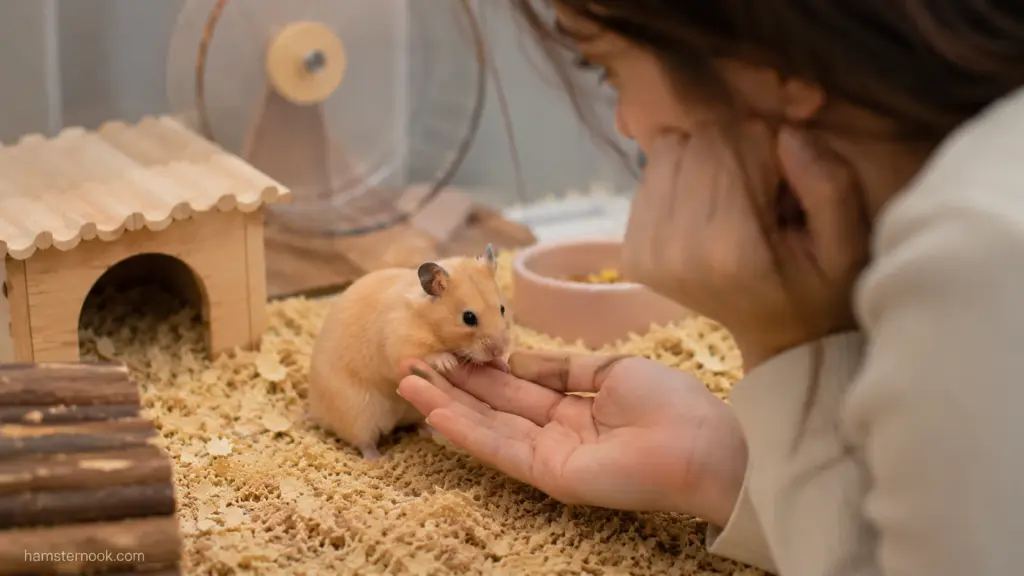 Hamster taking a treat from its owner's hand during trust-building interaction