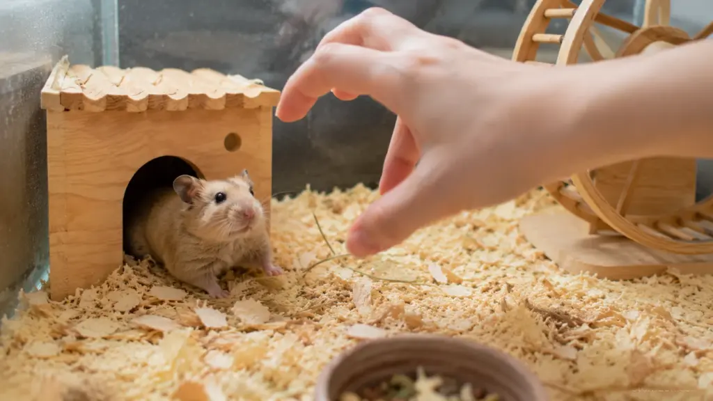 New hamster cautiously observing its owner from a hideout during the first week at home