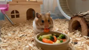 Hamster eating a small piece of plain cooked carrot beside fresh vegetables