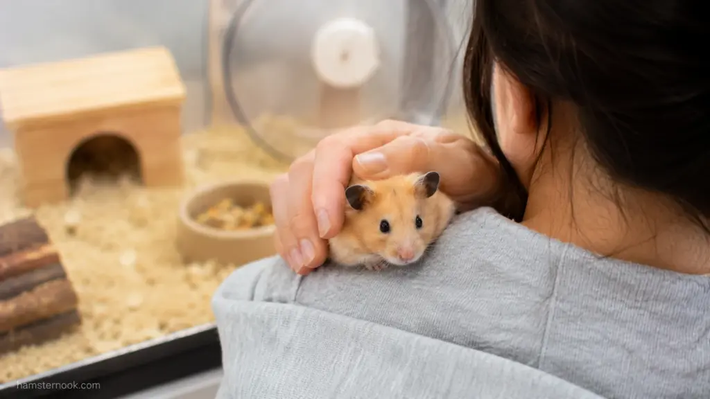 Owner gently holding a calm Syrian hamster that recognizes familiar handling