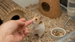 Pet hamster recognizing its owner's scent from a hand near the enclosure