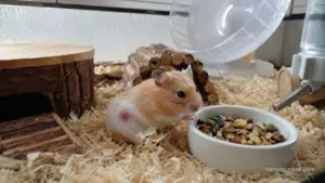 Pet hamster recovering from a minor injury in a clean cage environment