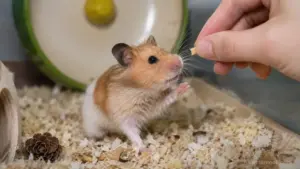 Pet hamster interacting calmly with its owner compared to a stranger