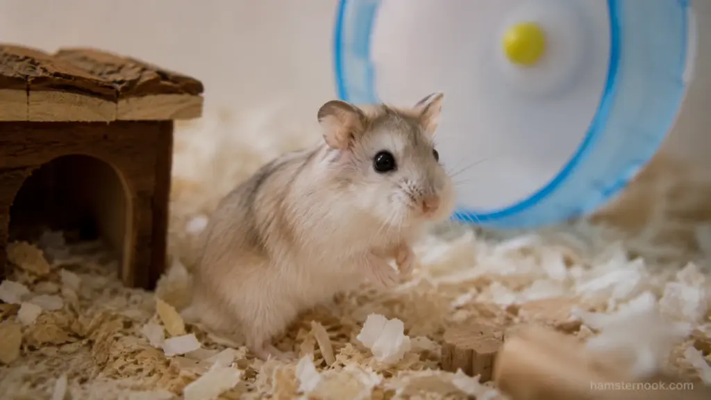 Syrian hamster and dwarf hamster shown side by side for beginner species comparison