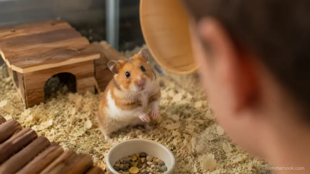 Curious Syrian hamster standing upright and watching its owner from inside the enclosure