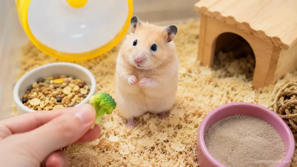 Hamster receiving enrichment treat during daily care routine