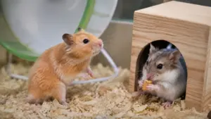 Hamster watching its owner interact with another pet