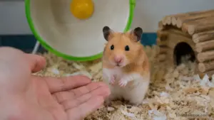 Hamster looking toward its owner after hearing its name