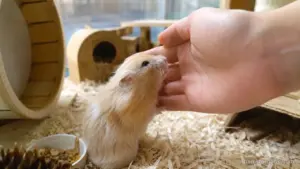 Pet hamster calmly sitting on its owner's hand showing trust and comfort