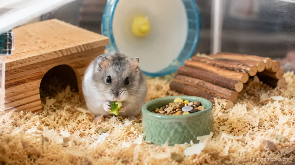 Dwarf hamster eating broccoli beside food bowl and exercise wheel