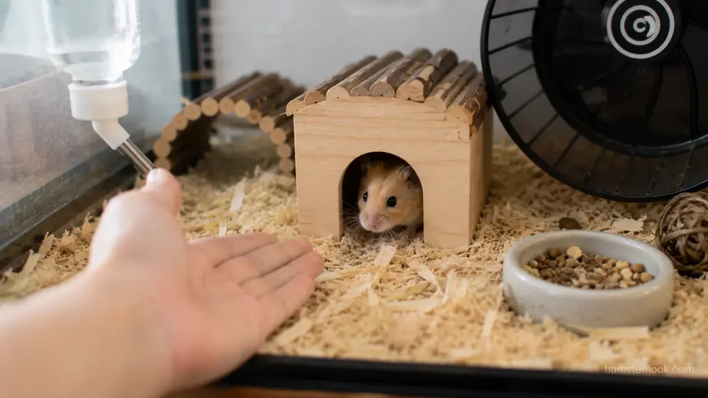 Cautious hamster peeking from hideout while observing owner's hand