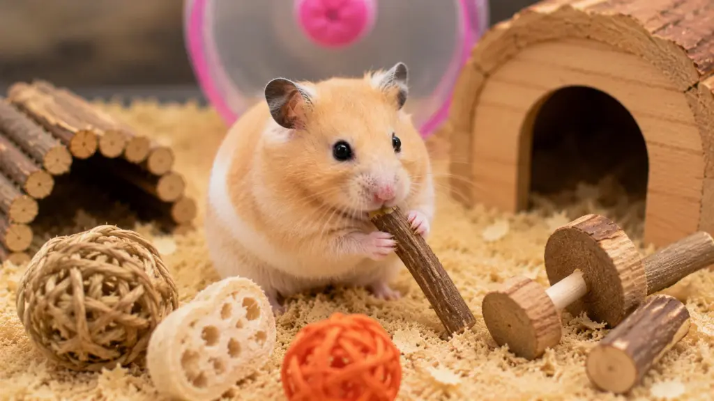 hamster interacting with different chew toys and enrichment items