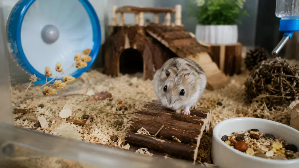 Dwarf hamster exploring enrichment items inside a naturalistic enclosure