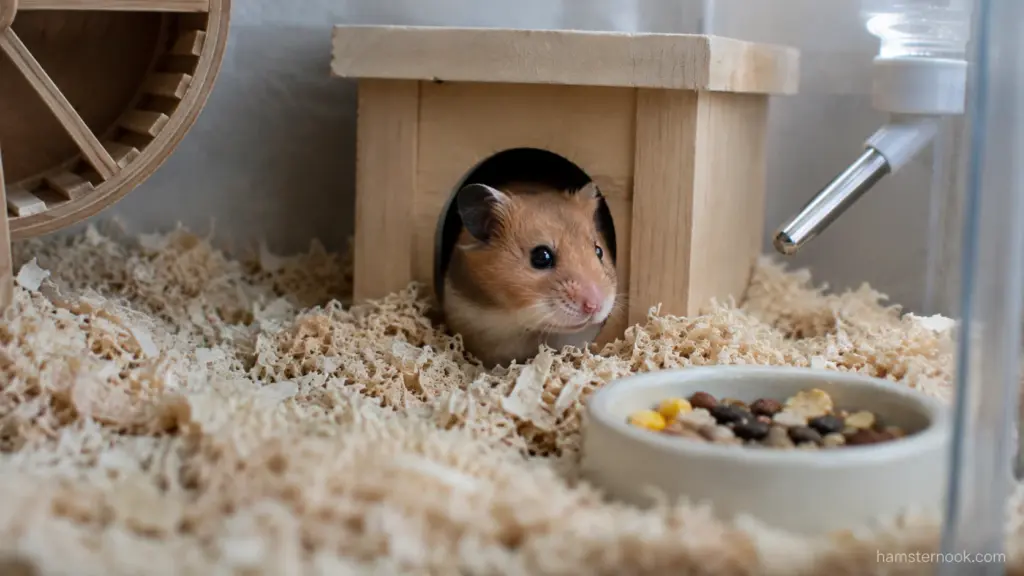 Scared Syrian hamster staying inside a wooden hideout during adjustment period