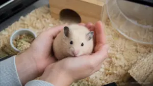 Friendly Syrian hamster sitting comfortably in owner's hands