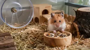 Healthy hamster exploring a spacious enclosure with deep bedding and enrichment
