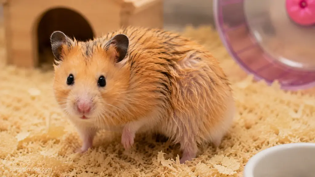 hamster with greasy clumped fur standing in enclosure