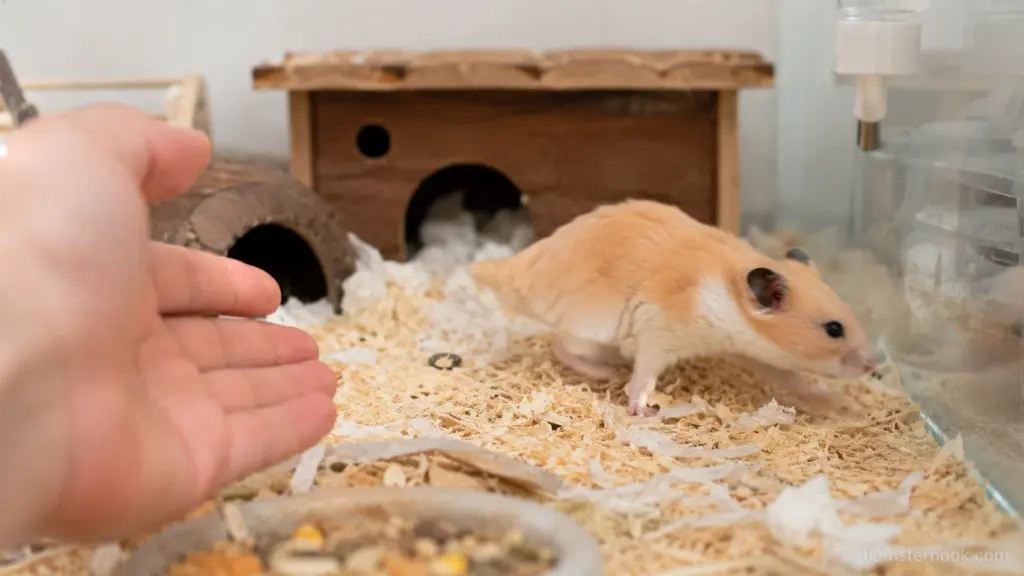 Syrian hamster moving away from an owner's hand inside its enclosure