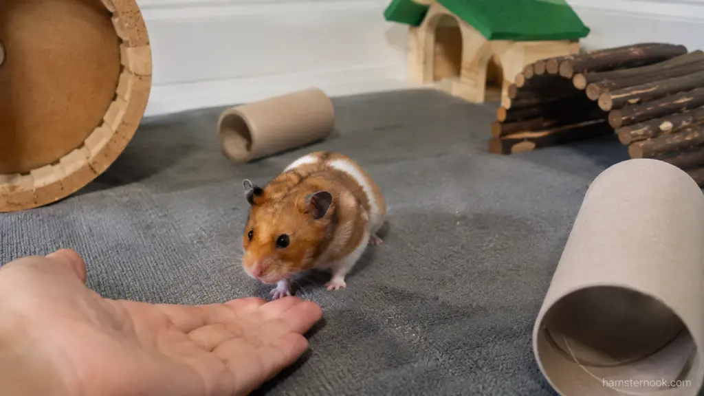 Hamster approaching owner's hand during supervised exploration