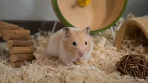 Hamster sleeping peacefully inside its nest in a cage