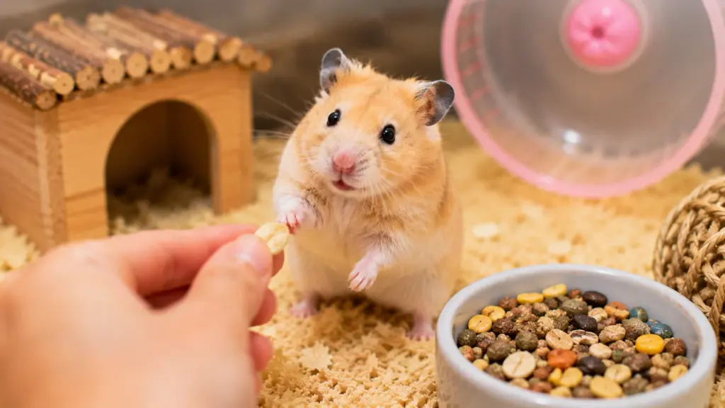 Do Hamsters Recognize Their Owners?