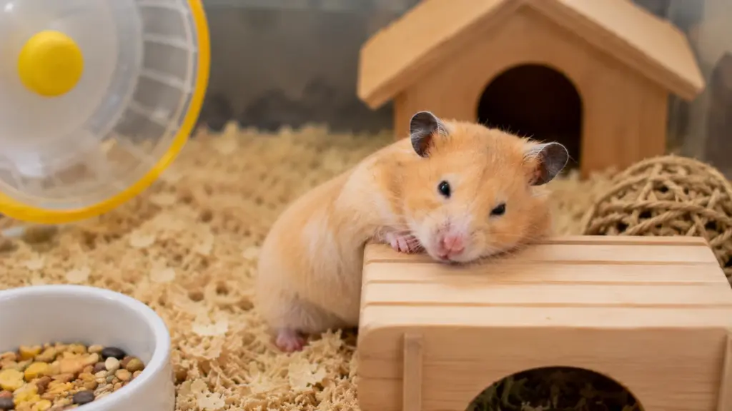 hamster repeatedly trying to climb enclosure due to boredom