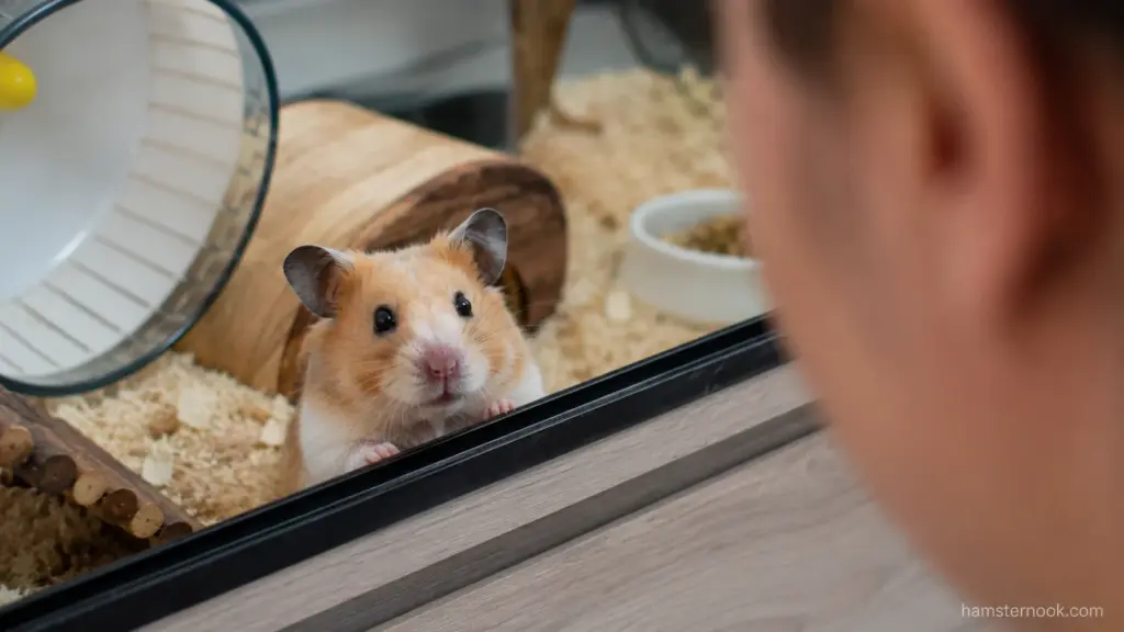 Hamster calmly looking at its owner during a quiet interaction near the enclosure