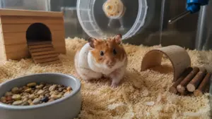 A Syrian hamster with a small superficial scratch being observed inside a clean enclosure.