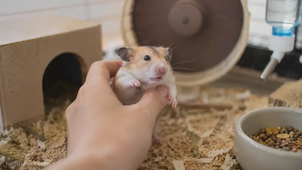 New hamster being lifted before completing its adjustment period