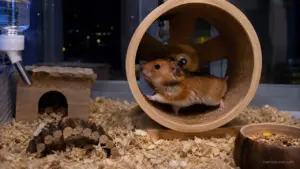 Healthy hamster running on an exercise wheel during nighttime activity
