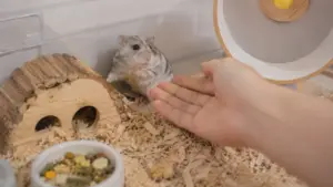 New hamster avoiding a human hand during its first days at home