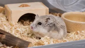 Senior hamster resting comfortably in a soft bedding enclosure