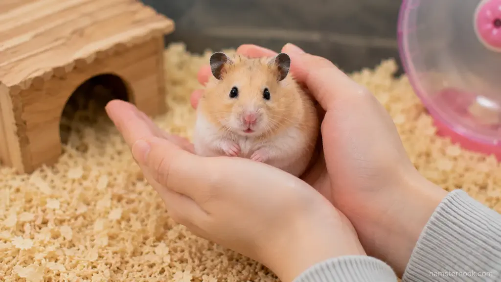Owner gently holding a hamster using proper handling techniques