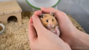 Person gently holding a hamster with both hands