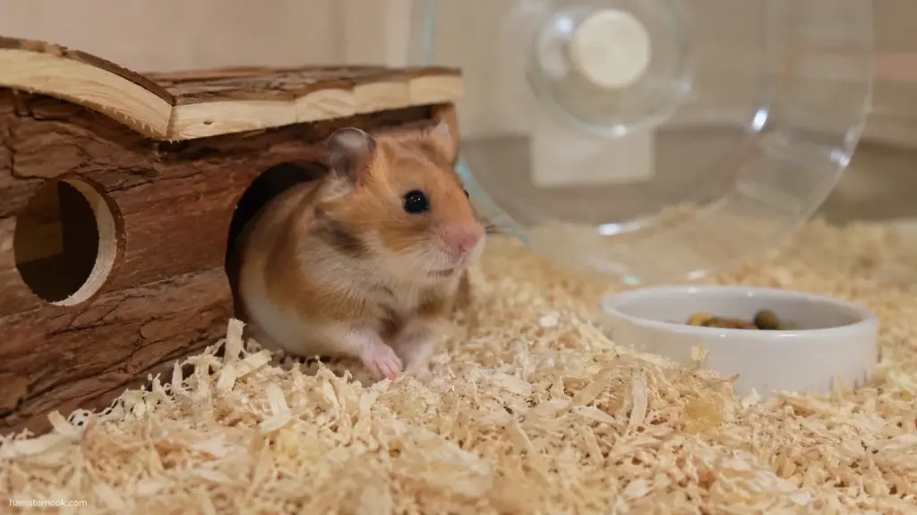 Syrian hamster inside enclosure beside a thermometer showing safe temperature range