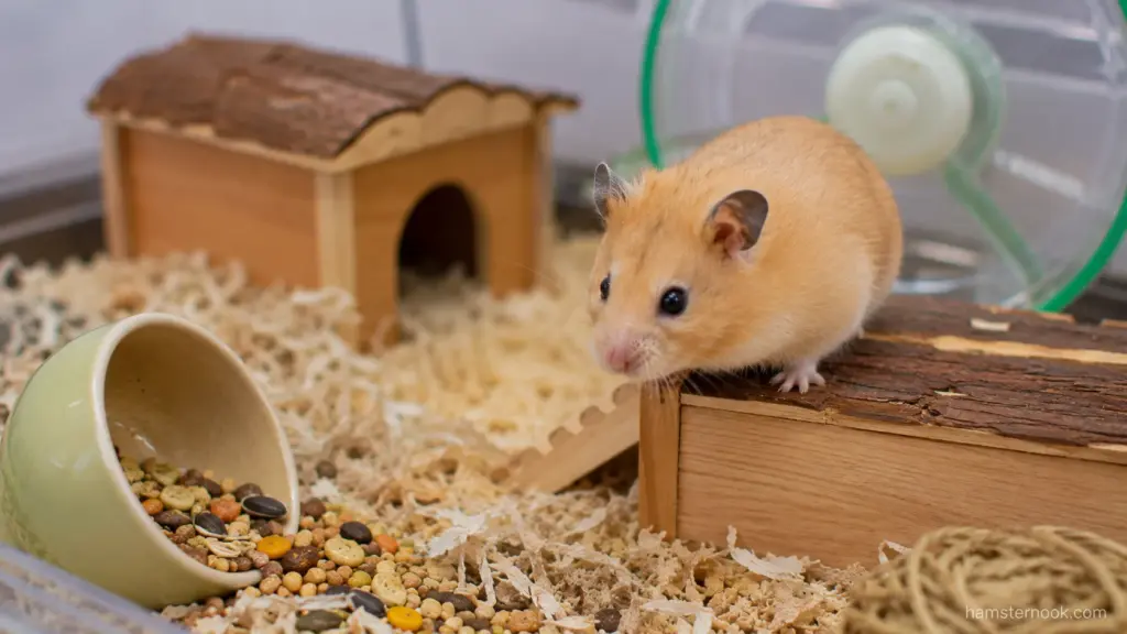 Hamster exploring platforms and enrichment items inside a well-designed habitat