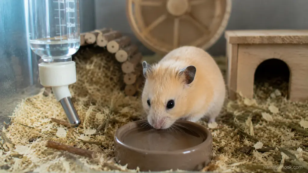 Hamster drinking water from a shallow bowl