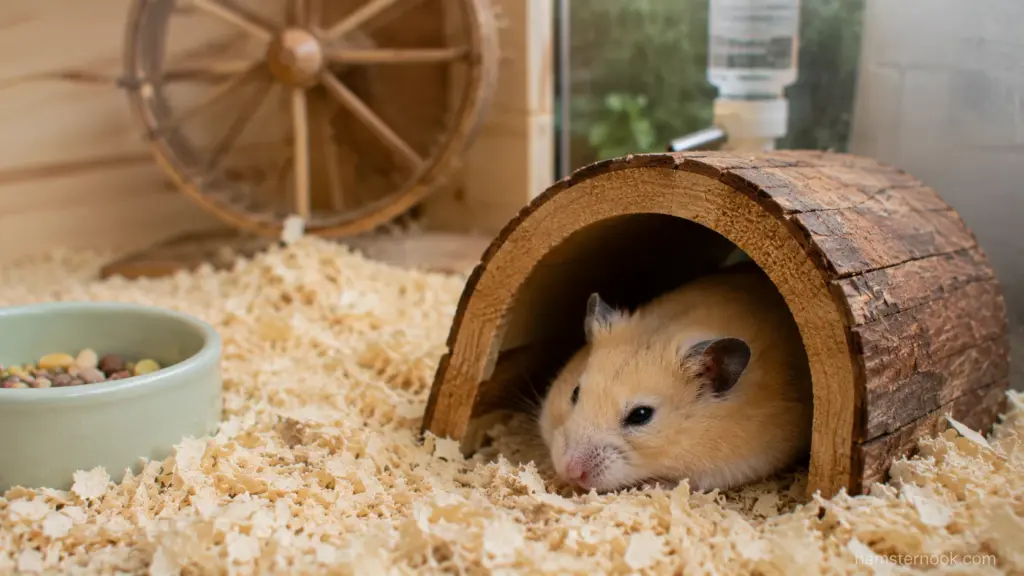 Hamster resting inside a wooden hideout during the day