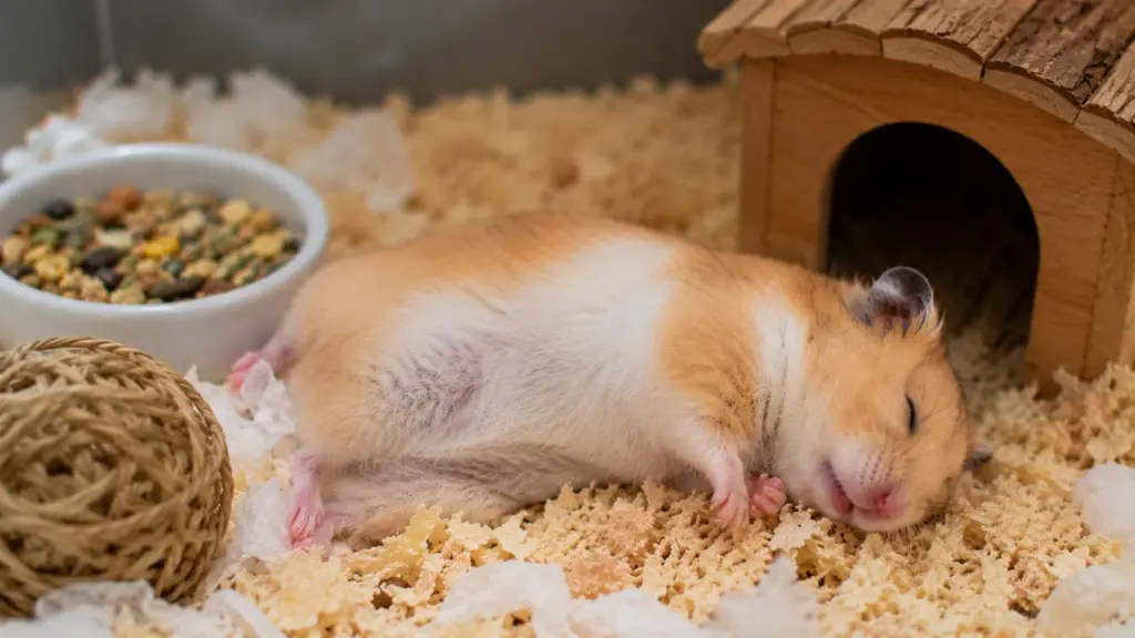 senior hamster resting peacefully near hideout