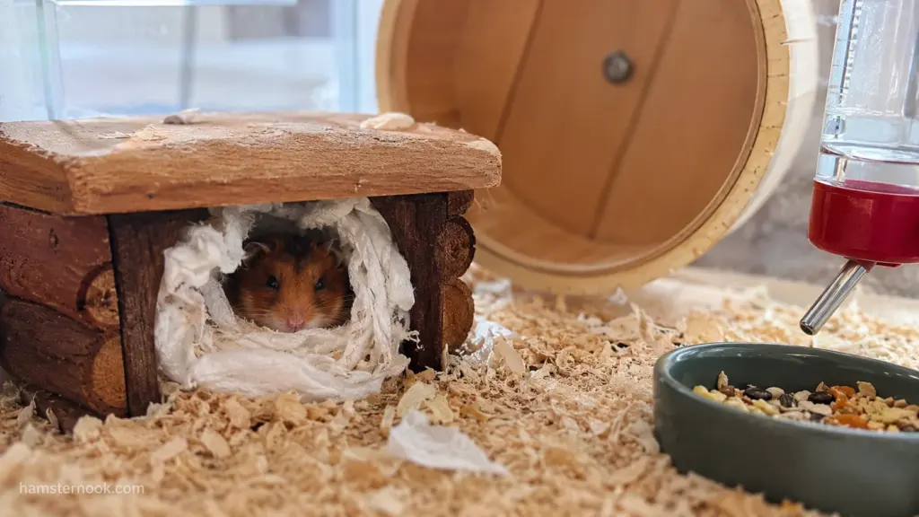 Hamster peeking out from a nest shortly after waking up