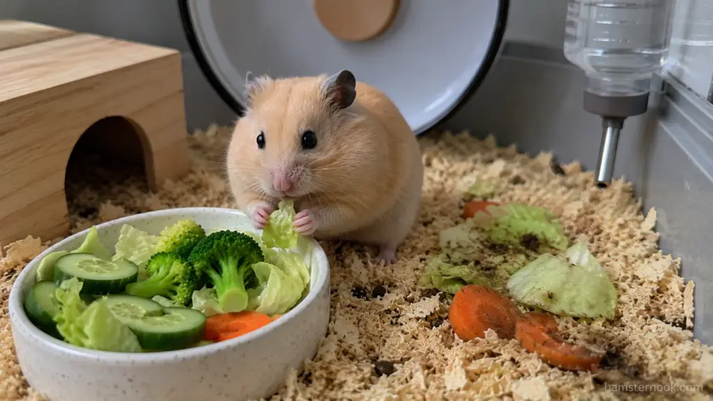 Hamster eating lettuce while leftover vegetables remain in the bedding nearby