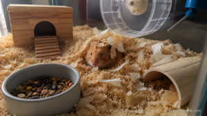 Safe temperature for hamsters monitored with a room thermometer beside the enclosure.