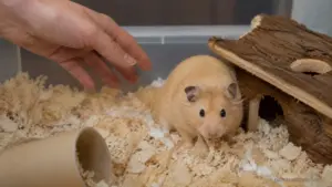 Stressed hamster hiding in bedding due to common owner mistakes