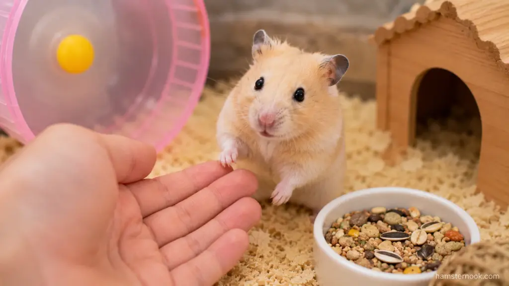 Hamster calmly accepting interaction from owner after regular handling