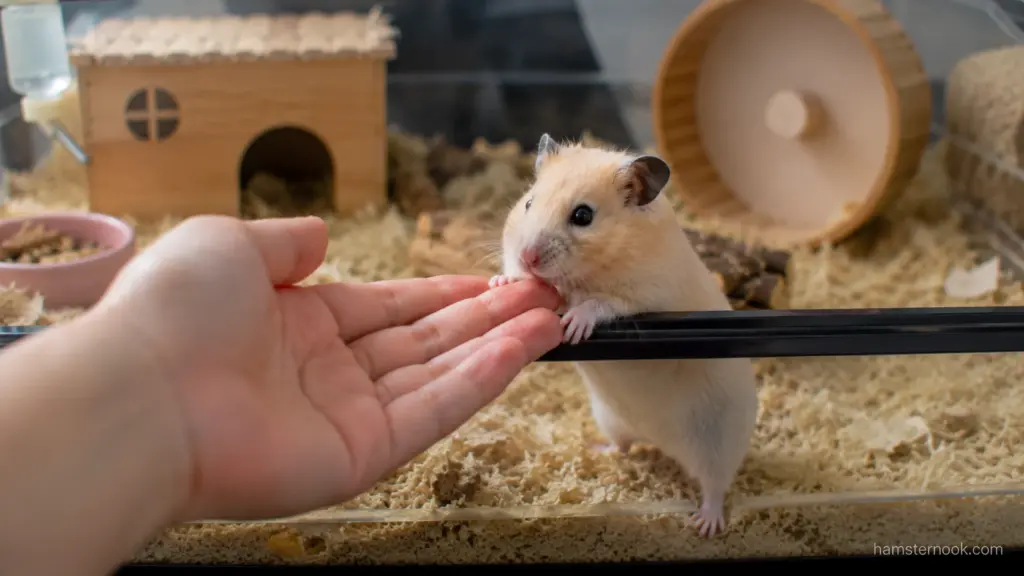 Friendly hamster voluntarily approaching its owner's hand