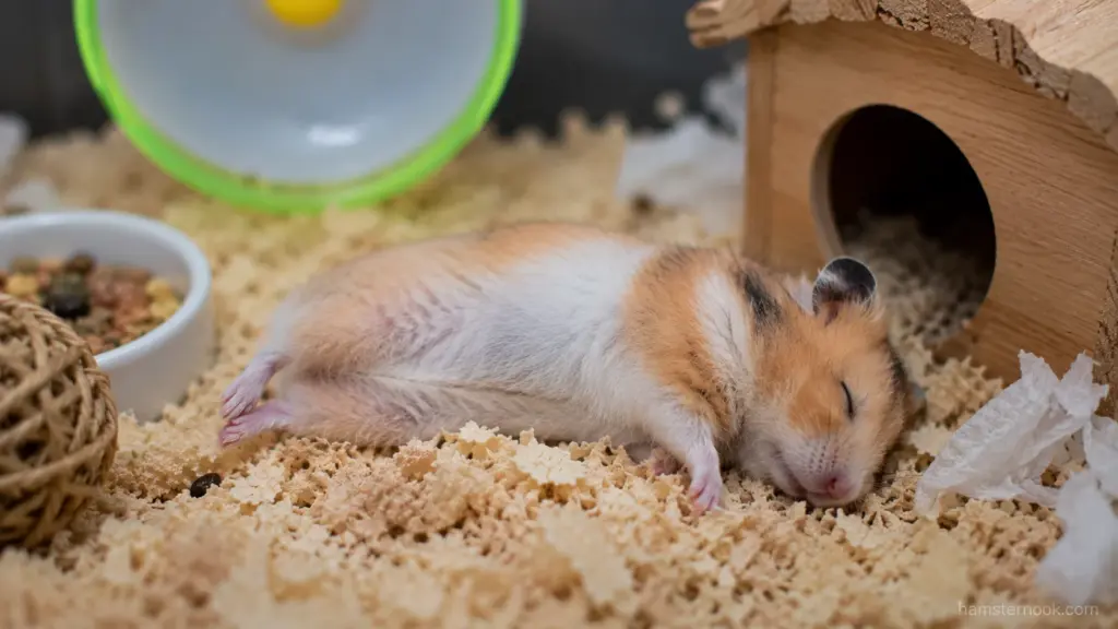 hamster resting quietly showing subtle signs of illness