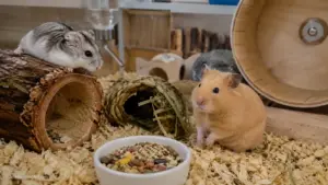 Syrian hamster, dwarf hamster, and Roborovski hamster side by side comparison